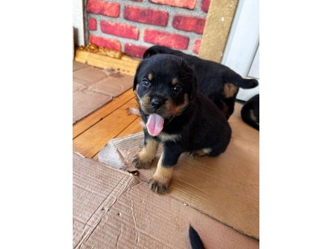 Koca kafa rottweiler yavruları