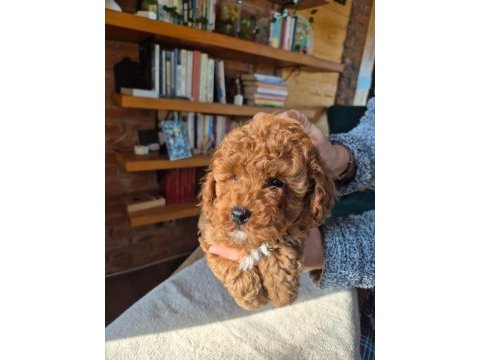 Tatlı toy poodle yavrumuz