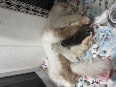 Kedilerimizi rezerve için açıklamayı oku