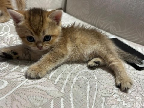 Golden yavrular british shorthair