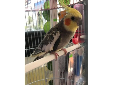 Full evcil melodi yapan sultan papağanı