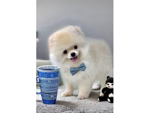 Beyaz renk ayı surat pomeranian boo 2 aylık erkek yavrum
