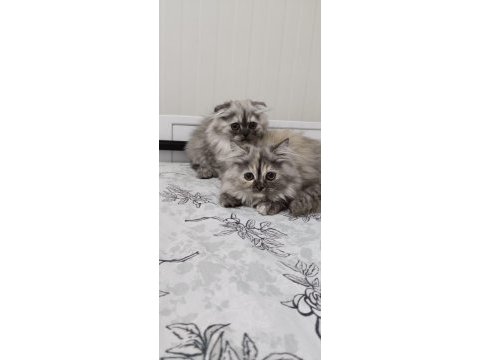 Dört kardeş yeni yuvalarını arıyor
