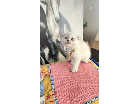 Safkan british shorthair ve scottish fold kediler