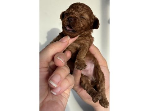 Orijinal kore toy poodle müthiş kalite