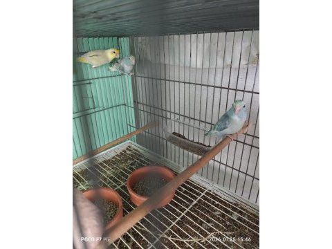 Forpus papağanı takım