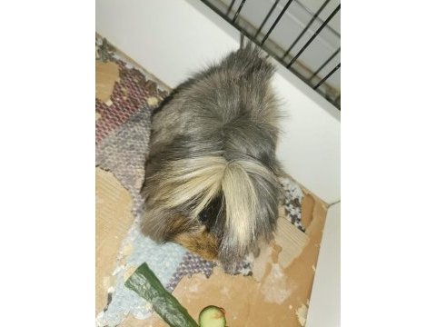 1 yaşında dişi ginepig denizli