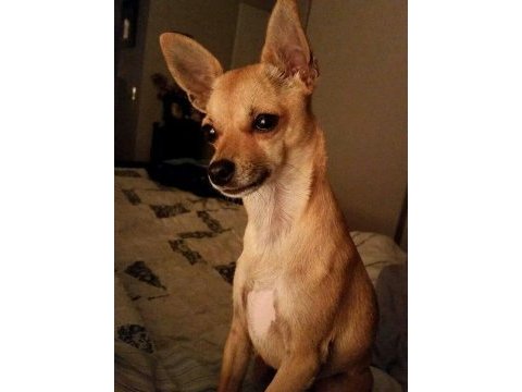 1,5 yaşında pinscher sahiplendirme