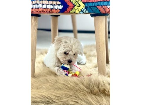 Maltese terrier yavru