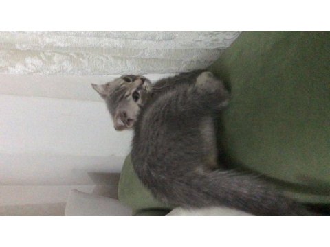 Scottish fold kedimiz 3 aylık erkek