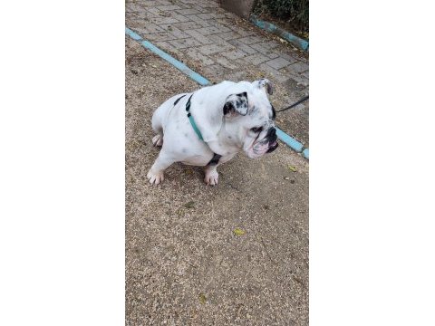 Egzotik ingiliz bulldog dişi