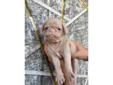 Dişi erkek pug yavruları kredi kartı geçerlidir
