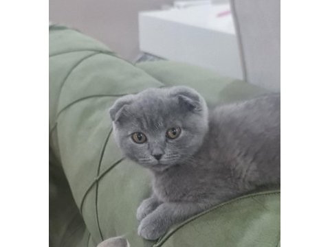 Sağlıklı minik kedimiz uygun bütçeyle sahiplendirilecek