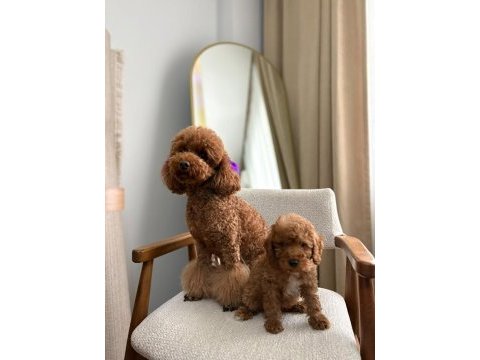 Aşılı wc eğitimli toy poodle yavrular