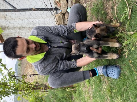 6 yıllık emeğin sonucu malinois yavrular (yasal çiftlikten)