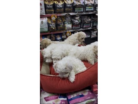 Maltipoo yavrularımız