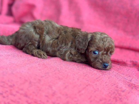 Safkan kore poodle yavrular