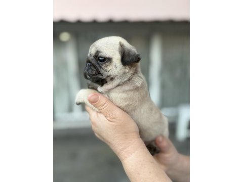 Pug mops yavru köpekler