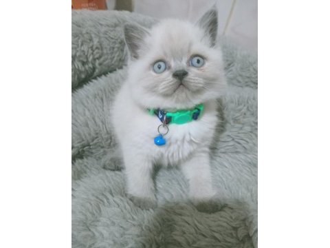 Mavi gözlü blue point british shorthair yavrular