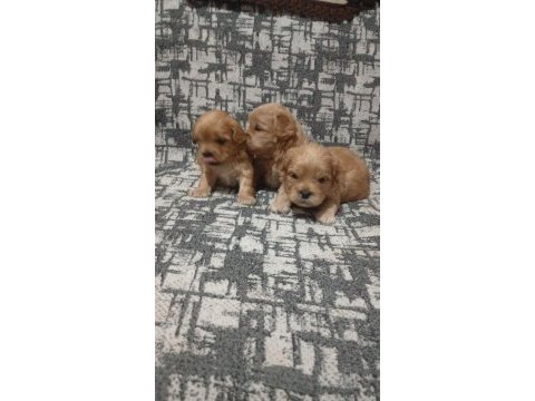 Rezerve açık yavrular kg cm garantili maltipoo