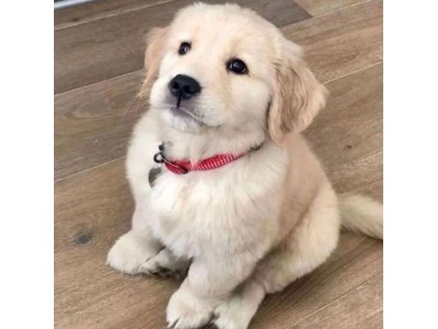 Arkadaş canlısı golden retriever yavrular