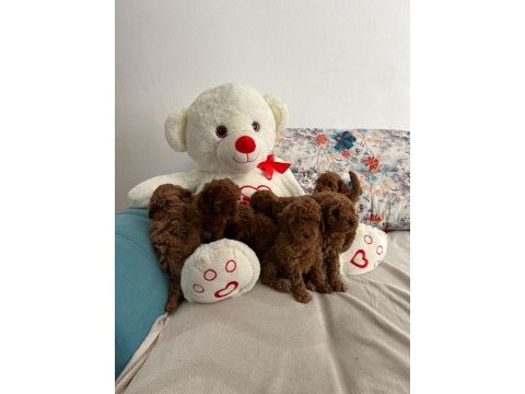Kendi kızımın yavruları orjinal red poodle yer antalya