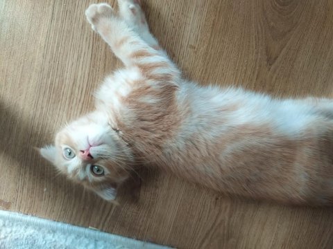 Kedi sahiplendirilecek