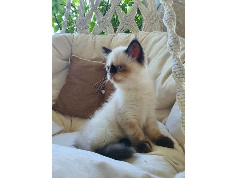Safkan exotic shorthair blue point dişi