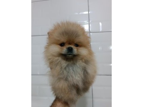 Pomeranian teddy bear