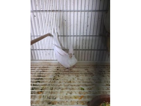 Dişi albino sultan papağanı