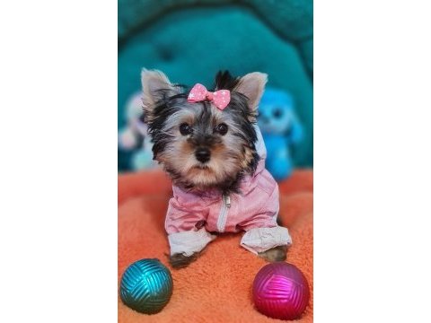 Şecereli teacup dişi yorkshire terrier yavrumuz