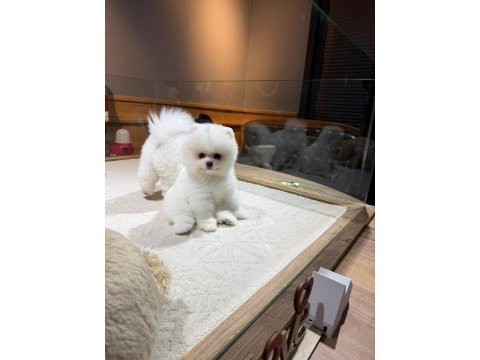 Sağlık ve ırk garantili pomeranian boo