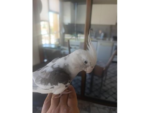 Sultan papağanı 6 aylık erkek