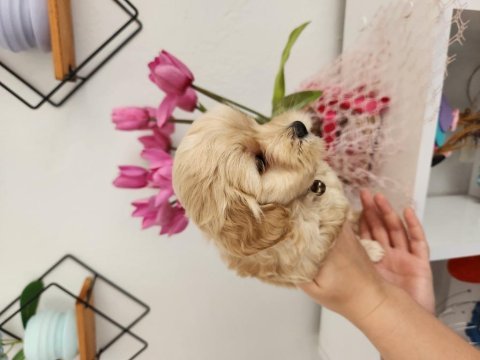 45 günlük maltipoo yavrularımız