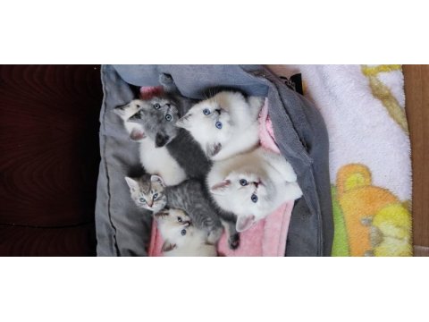 British shorthair yavruları