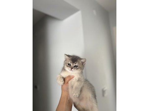 Safkan brıtısh shorthair yavrularım 