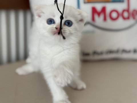 Ankarada ziyarete açık beyaz mavi gözlü scottish fold
