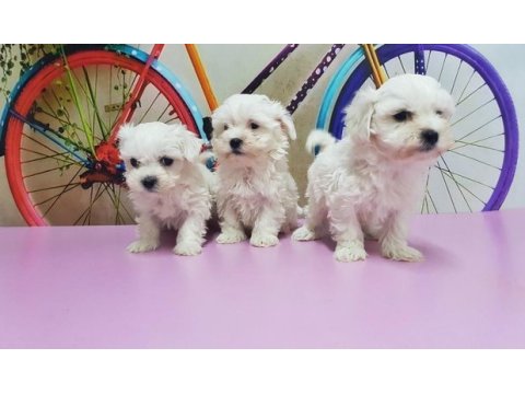 Maltese terrier yavru köpeğimiz