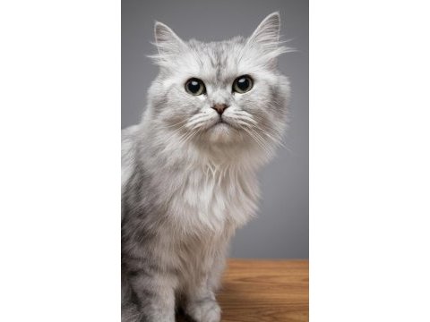 British longhair kedisi