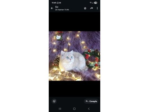 Ücretsiz orijinal şecereli erkek kedimiz