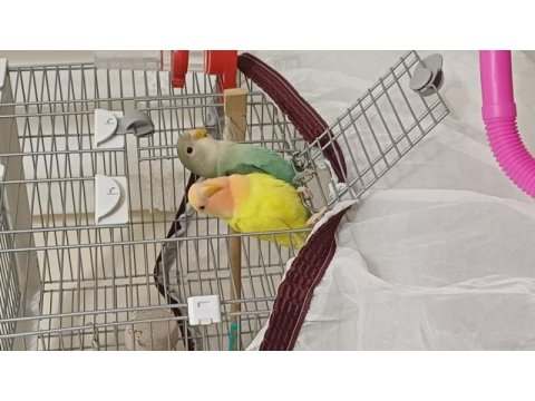 Yavru sevda papağanı iki aylık