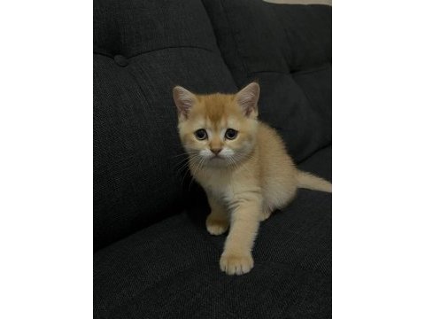 Yavru british shorthair