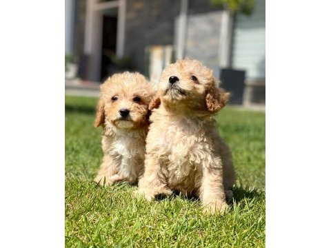 Hipoalerjanik toy poodle bebeklerim
