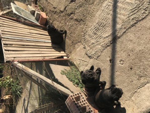 İki adet dişi yetişkin pug mops