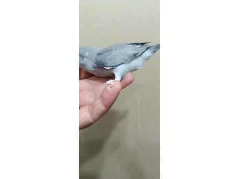 Siyah erkek forpus papağanı