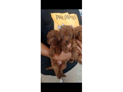 Garantili toy poodle