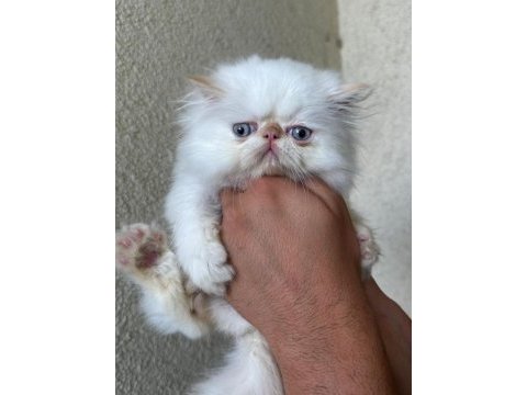 2 aylık iran persian