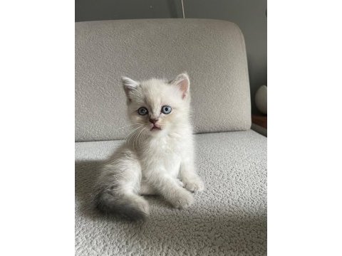 Erkek yavrular british shorthair