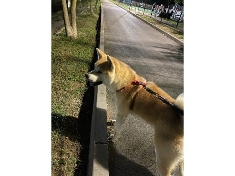 Safkan şecereli akita inu
