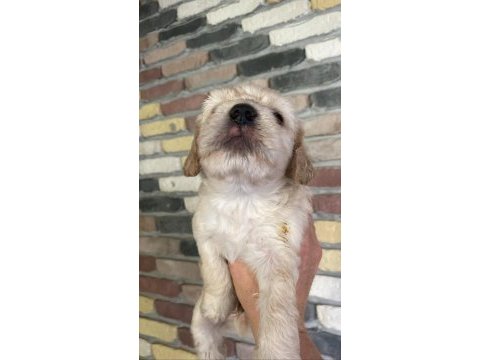 Minik maltipoo yavrularımız yeni yuvalarını bekliyor